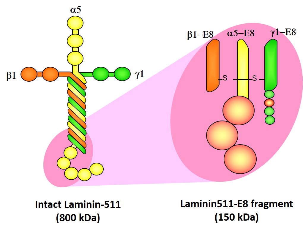Laminin0826.jpg