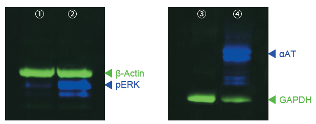 Application_to_fluorescent_Western_blotting.png