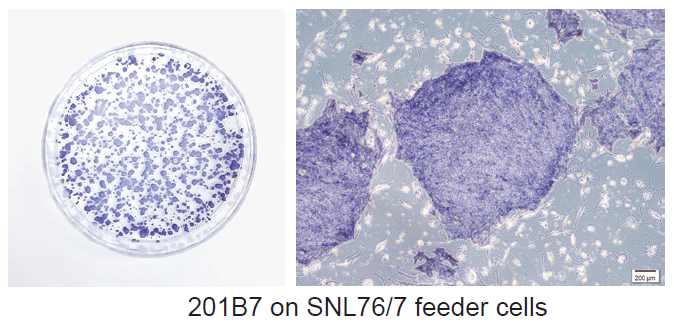 AscleStem Dissociation_App.png