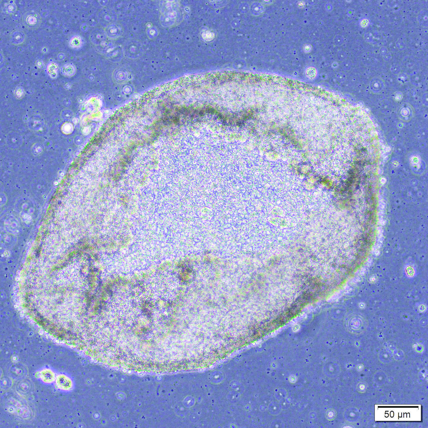 AscleStem Dissociation_Feature.jpg