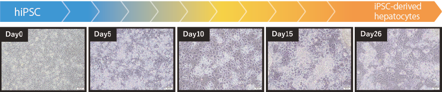 AscleStem Hepatocyte_App1.png