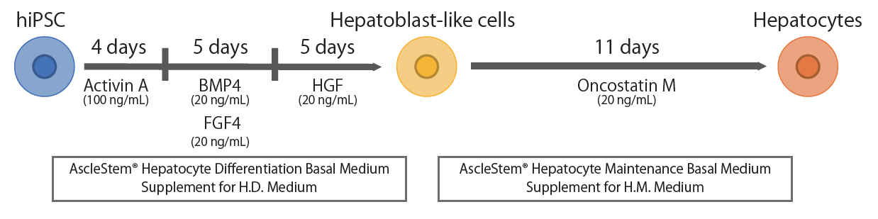 AscleStem Hepatocyte_Protocol.png