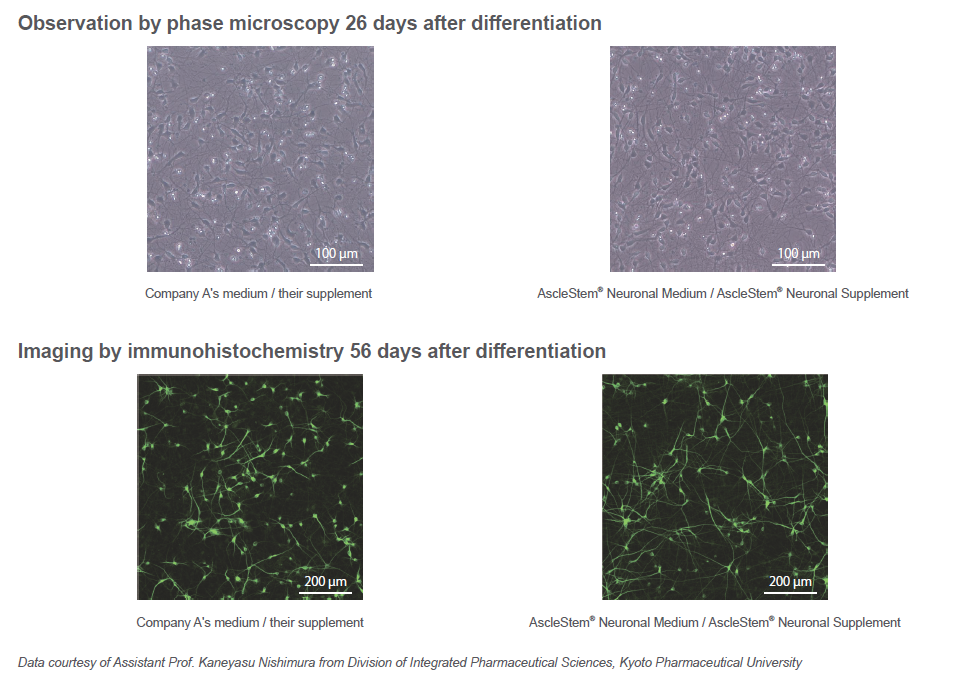 AscleStem Neuronal_Diff1.png