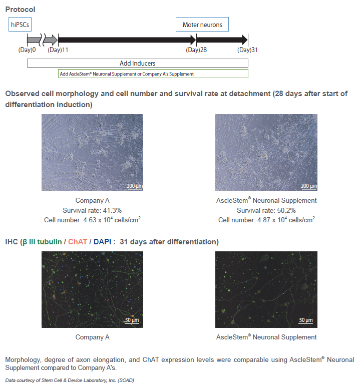 AscleStem Neuronal_Diff2.png