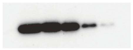 Beta-Actin.jpg