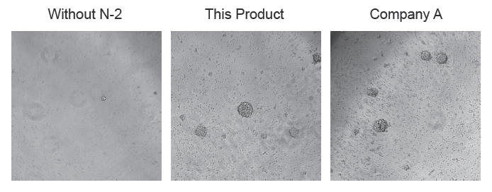 Cell_morphology.png