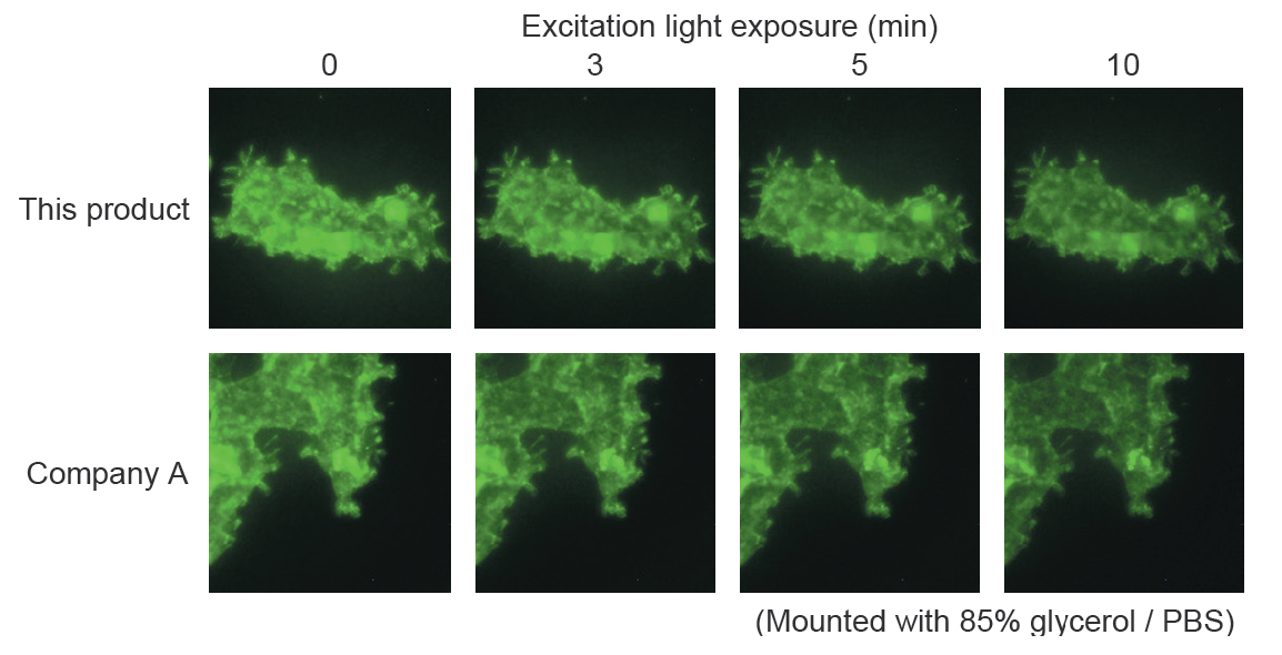Comparison_of_dye_stability_under_excitation_light_exposure.png