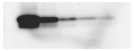 Histone-H3.jpg