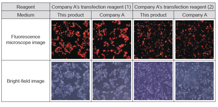 Transfection_HEK.png