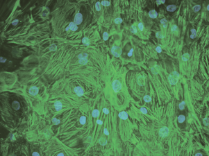 asclestem 7.png