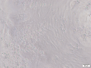 asclestem 8.png