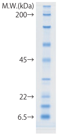 buffer_rapid-2.png