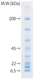 buffer_rapid-4.png