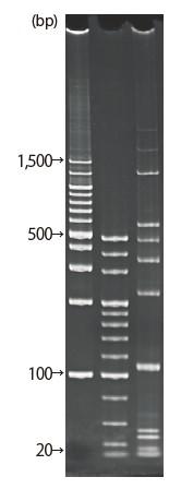 d004034_Lineup_5-10_nu.png