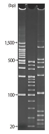 d004034_Lineup_5-15_nu.png