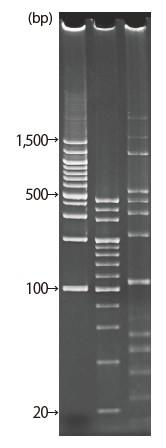 d004034_Lineup_5-20_nu.png