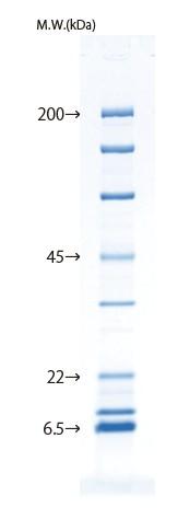 d004034_Lineup_10-20_protein.png