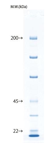 d004034_Lineup_5-10_protein.png