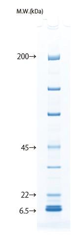 d004034_Lineup_5-15_protein.png