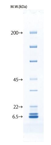d004034_Lineup_5-20_protein.png