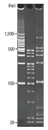 d004034_Lineup_10_nu.png