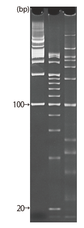 d004034_Lineup_15_nu.png