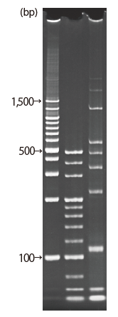d004034_Lineup_7.5_nu.png