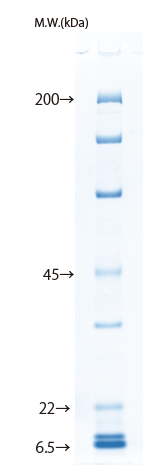 d004034_Lineup_10_protein.png