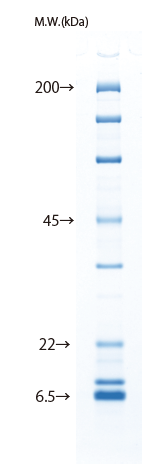 d004034_Lineup_12.5_protein.png