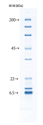 d004034_Lineup_15_protein.png