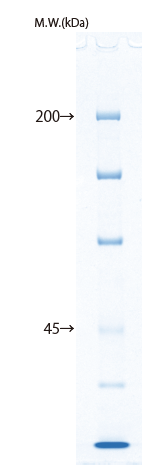 d004034_Lineup_7.5_protein.png