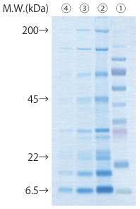 membrane-staining-img-1