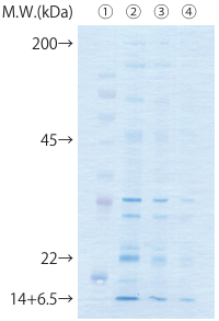 membrane-staining-img-2.png