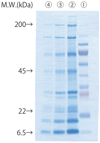 membrane-staining-img-3.png