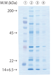 membrane-staining-img-4.png