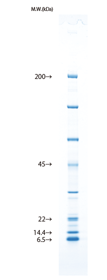 d004034_seinouhikaku_One.png