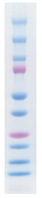 protein adder one plus 3.PNG