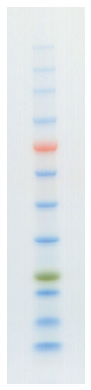 protein adder one plus 4.PNG