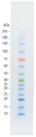 protein adder one plus 6.PNG